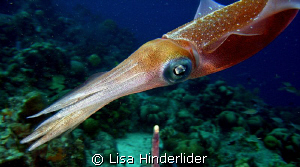 Ever colorful reef squid! by Lisa Hinderlider 